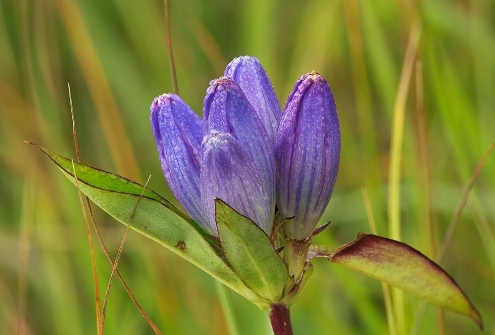 Canada-Manitoba-Tall-grass Prairie Preserve Closed gentian flower close-up art print by Jaynes Gallery for $57.95 CAD